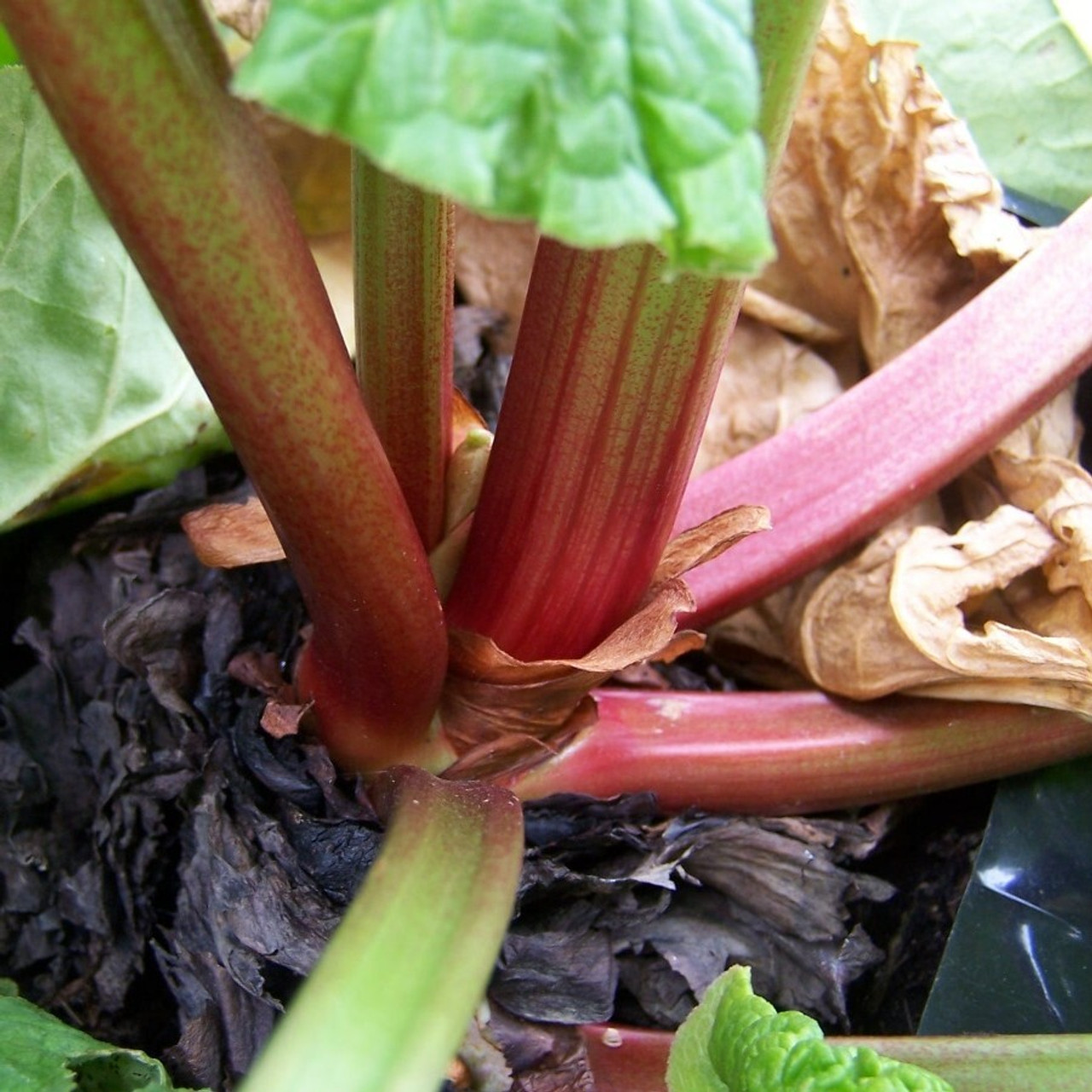 Rhubarb