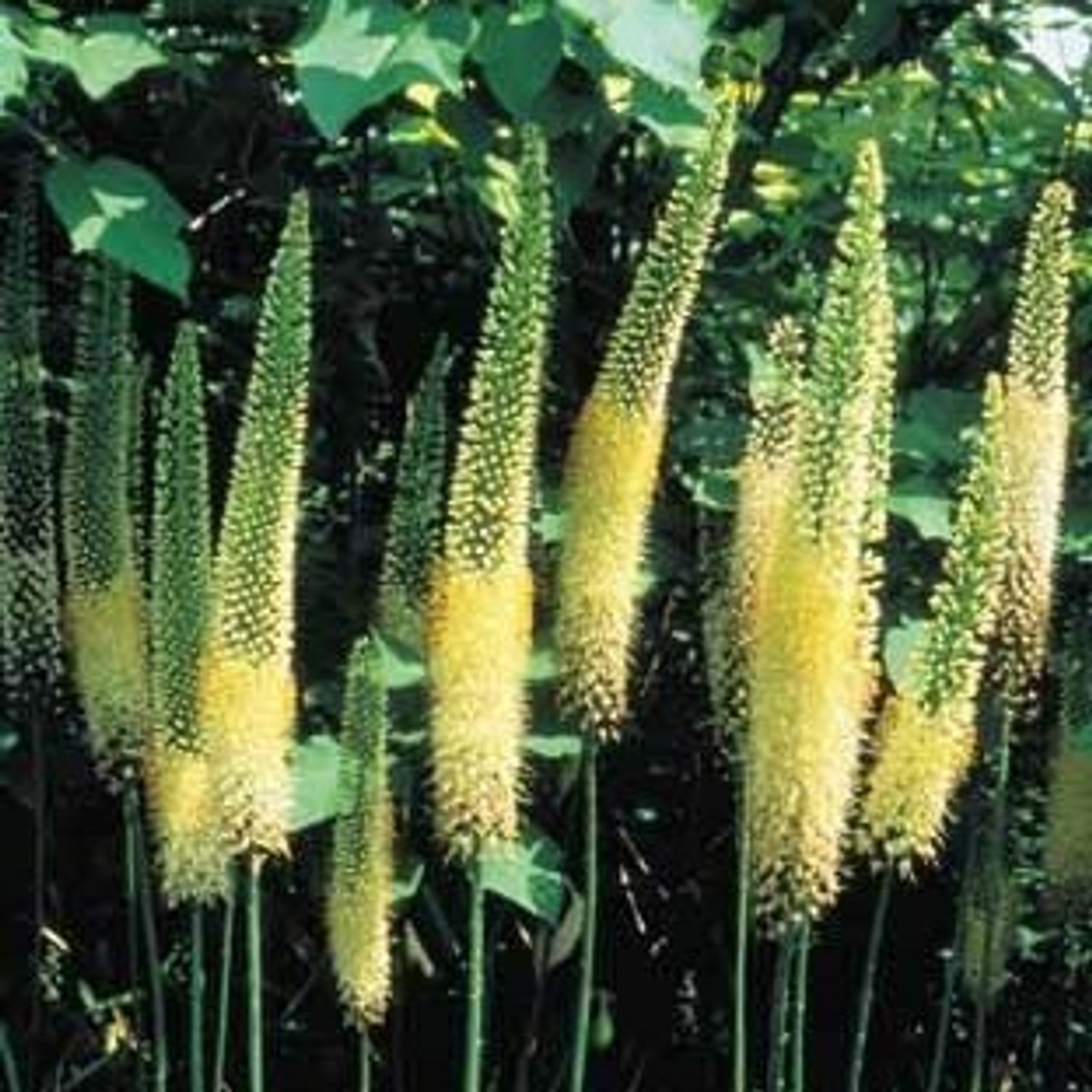 Eremurus