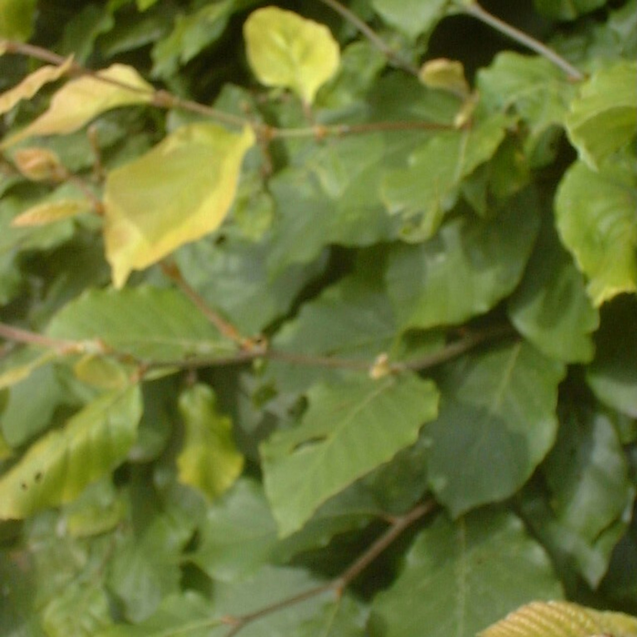 Beech, Common Beech, Common