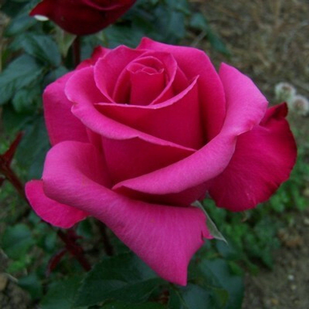 Hybrid Tea Roses From Rv Roger Ltd