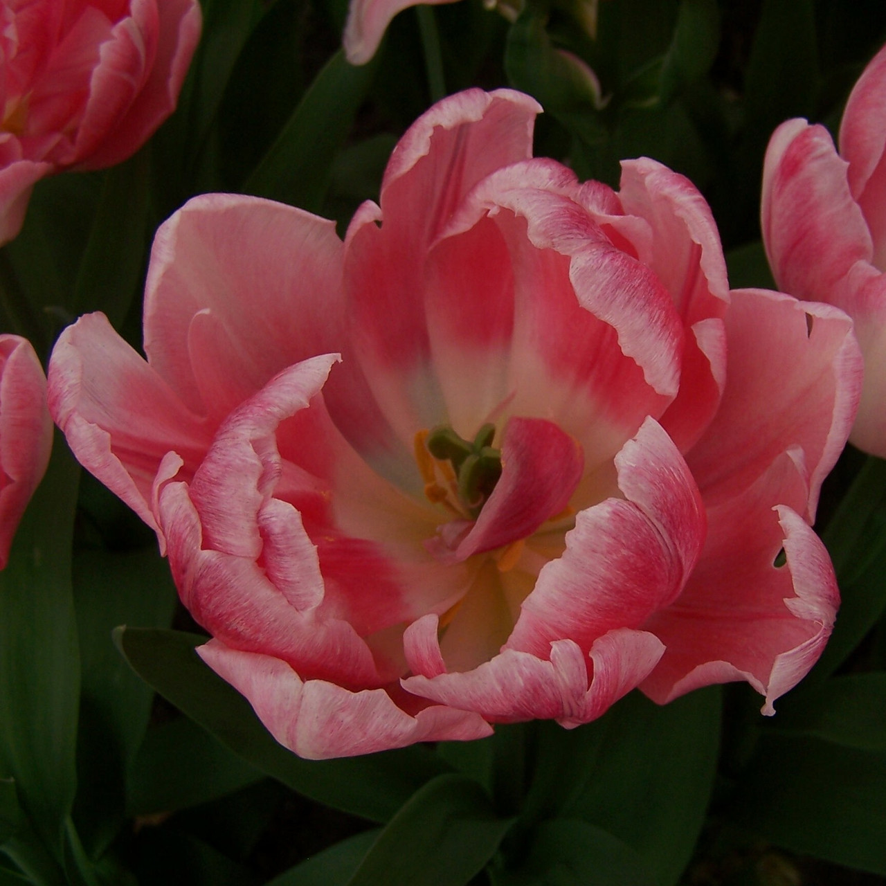 Division 2 - Double Early Tulips Division 2 - Double Early Tulips
