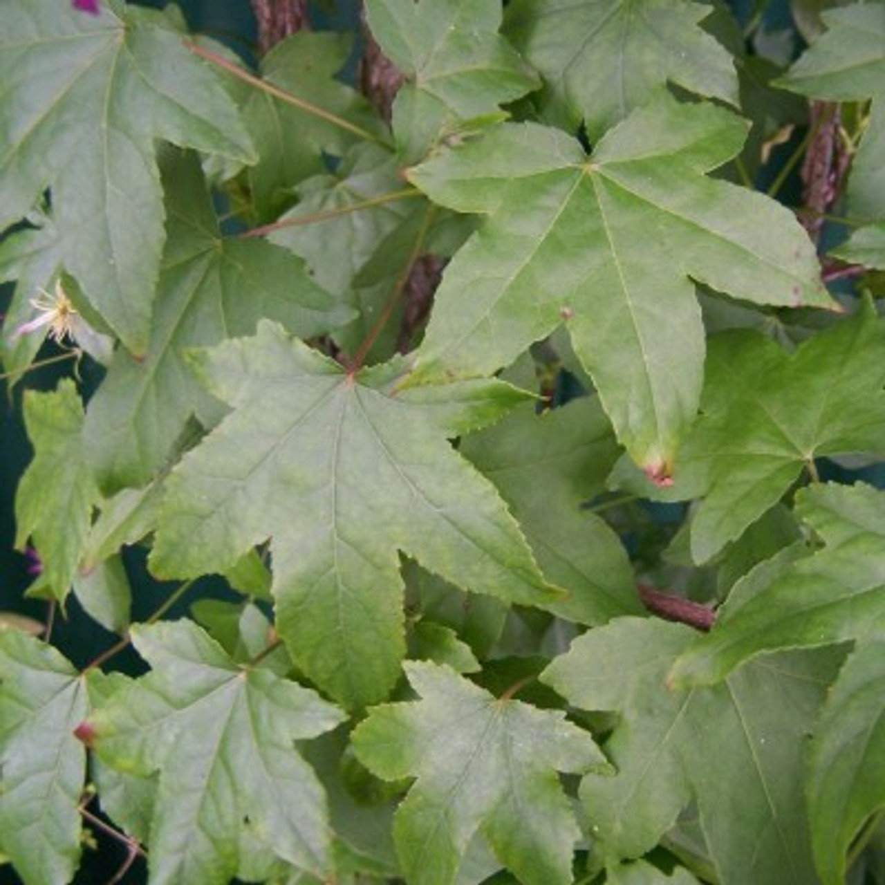 Liquidamber