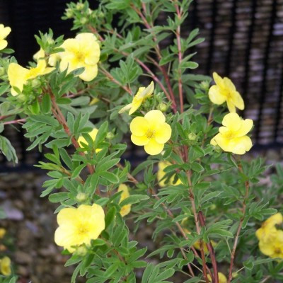 Potentilla fruticosa 'Gold Drop'- buy shrubs online from RV Roger Ltd