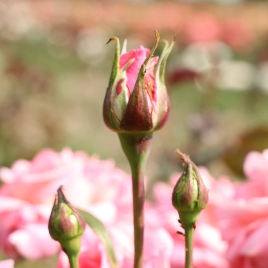 Rosa 'Congratulations'- buy roses online from RV Roger Ltd