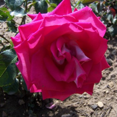 Rosa 'Darling Jenny'- buy roses online from RV Roger Ltd