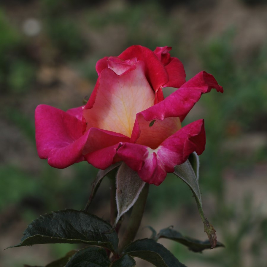 Rosa 'Darling Jenny'- buy roses online from RV Roger Ltd