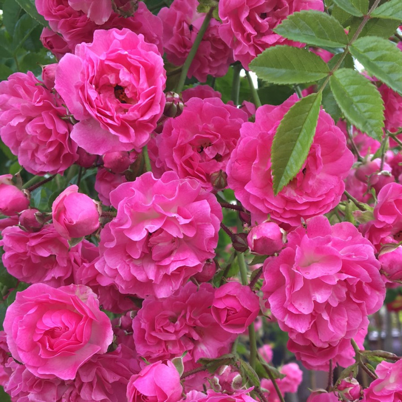 Rosa 'Dorothy Perkins'- buy roses online from RV Roger Ltd