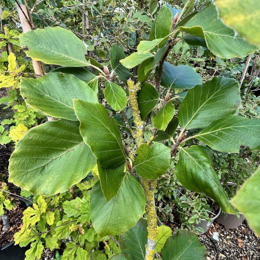 Fagus sylvatica 'Zlatia'- buy ornamental trees online from RV Roger Ltd