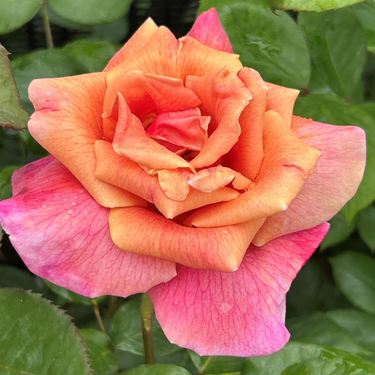 Rosa 'Autumn'- buy roses online from RV Roger Ltd