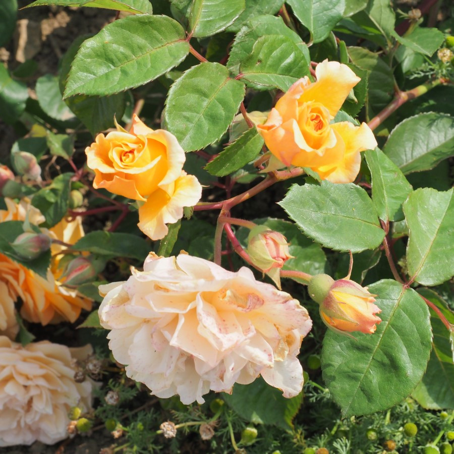 Rosa 'Buff Beauty'- buy roses online from RV Roger Ltd