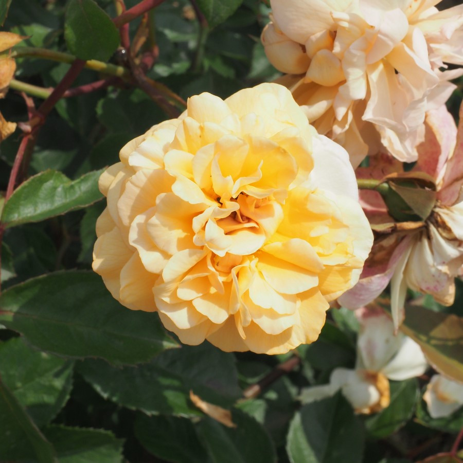 Rosa 'Buff Beauty'- buy roses online from RV Roger Ltd
