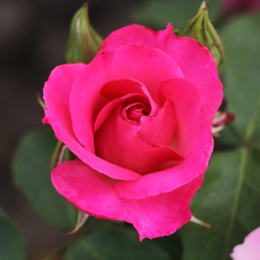 Rosa 'Dancing Pink'- buy roses online from RV Roger Ltd