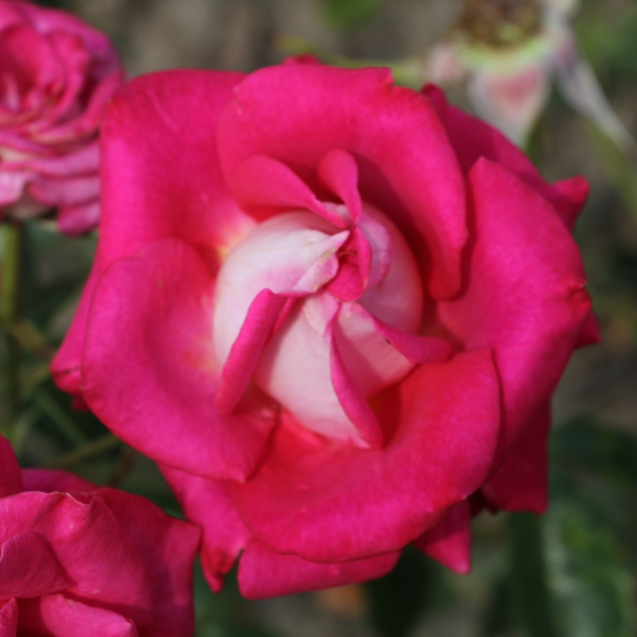 Rosa 'Darling Jenny'- buy roses online from RV Roger Ltd