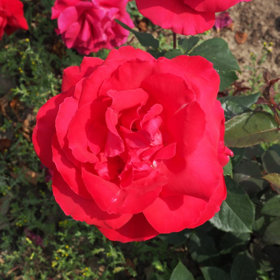 Rosa 'Ernest H. Morse'- buy roses online from RV Roger Ltd
