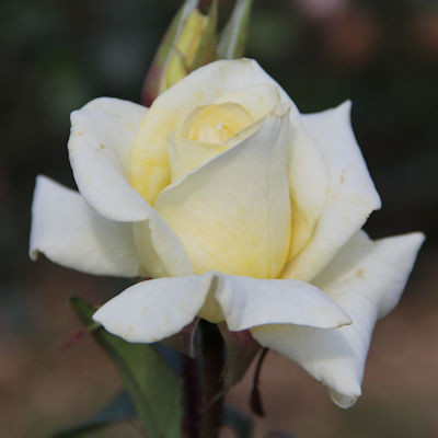 【英国製】  【Yorkshire Rose】3枚 Rosa 'Yorkshire Lady'- buy roses online from RV Roger Ltd