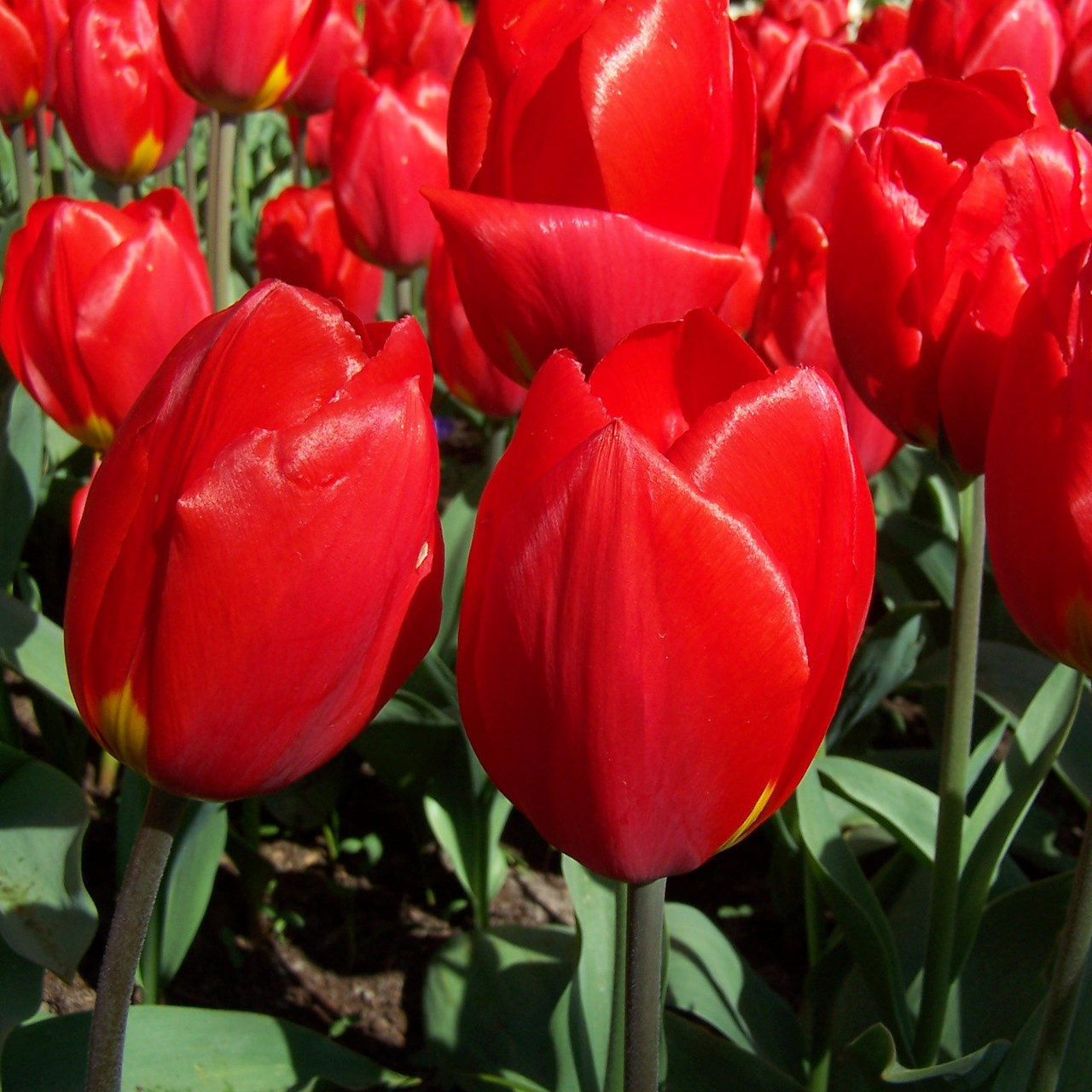 Tulipa 'Red Paradise'Buy online from RV Roger
