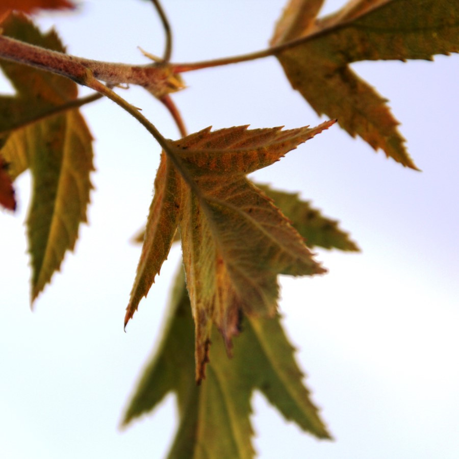 Chequer Berry - Native - Buy online from RV Roger