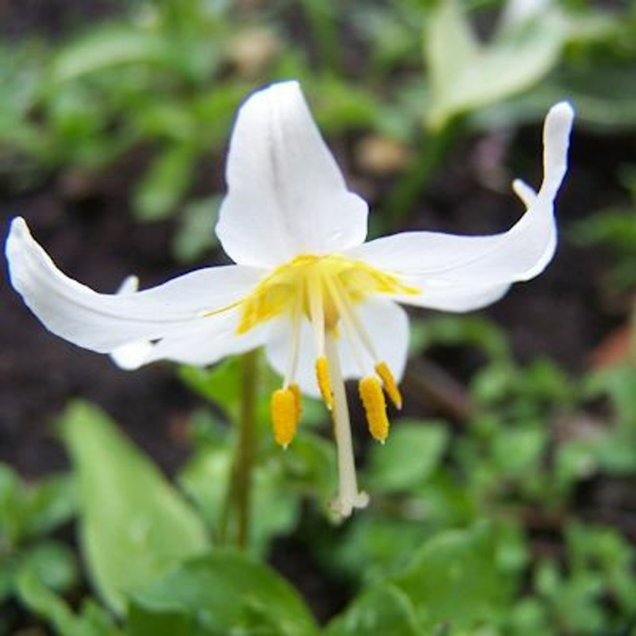 Late Summer Bulbs