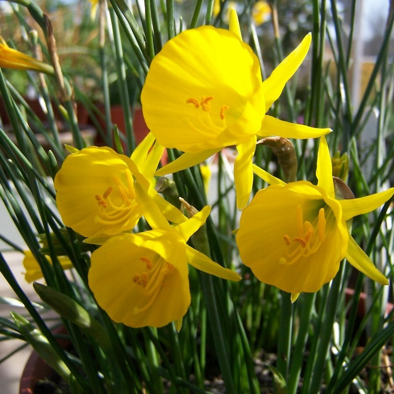 Division 10 - Bulbocodium Narcissi