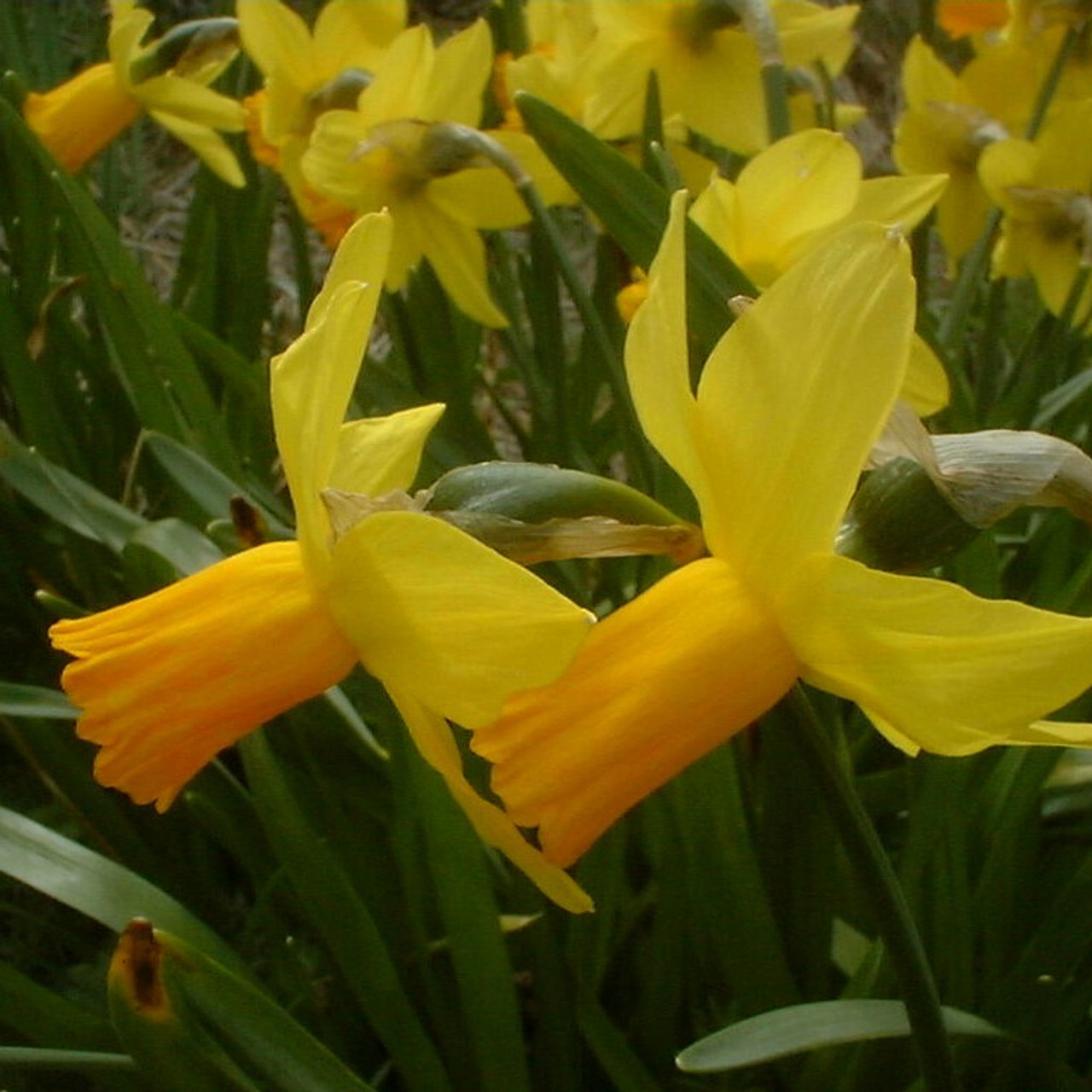 Division 6 - Cyclamineus Narcissus Division 6 - Cyclamineus Narcissus