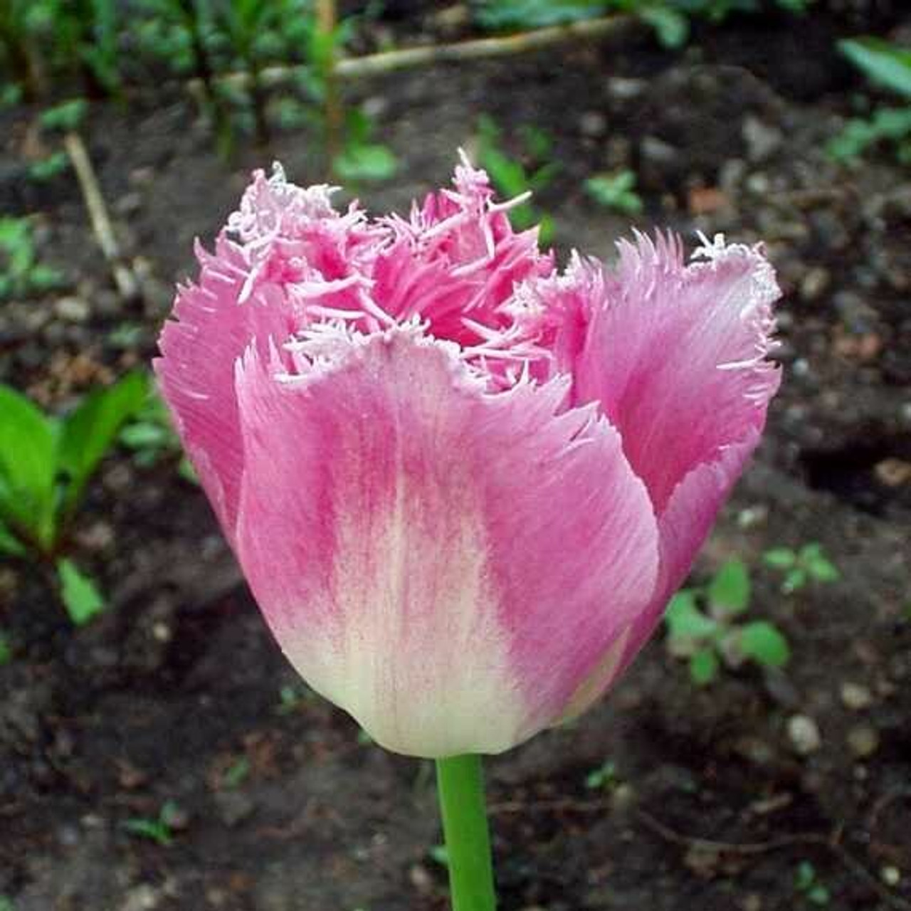 Division 7 - Fringed Tulips