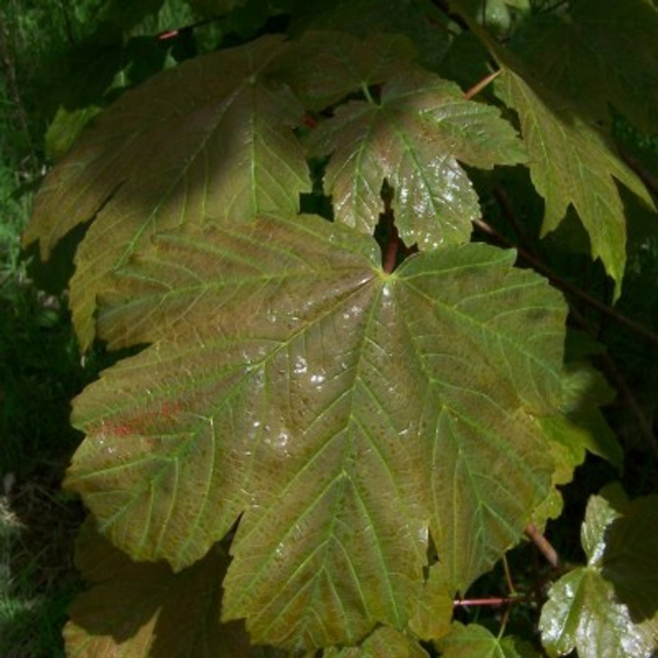 Acer pseudoplatanus 'Purpureum'