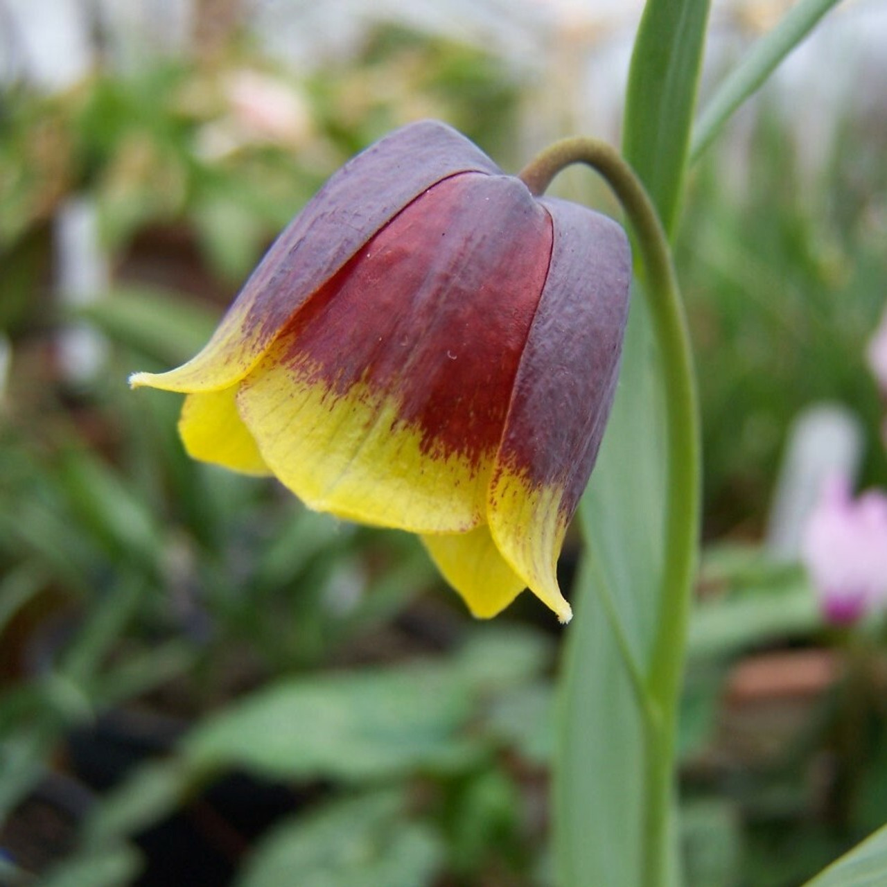 Fritillaria