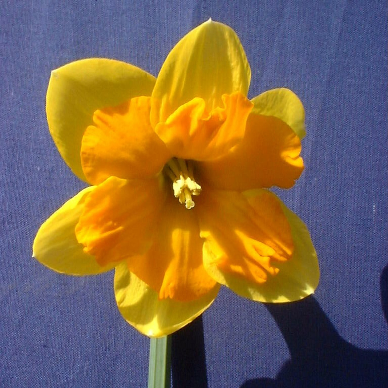 Division 11 - Split Corona Narcissus