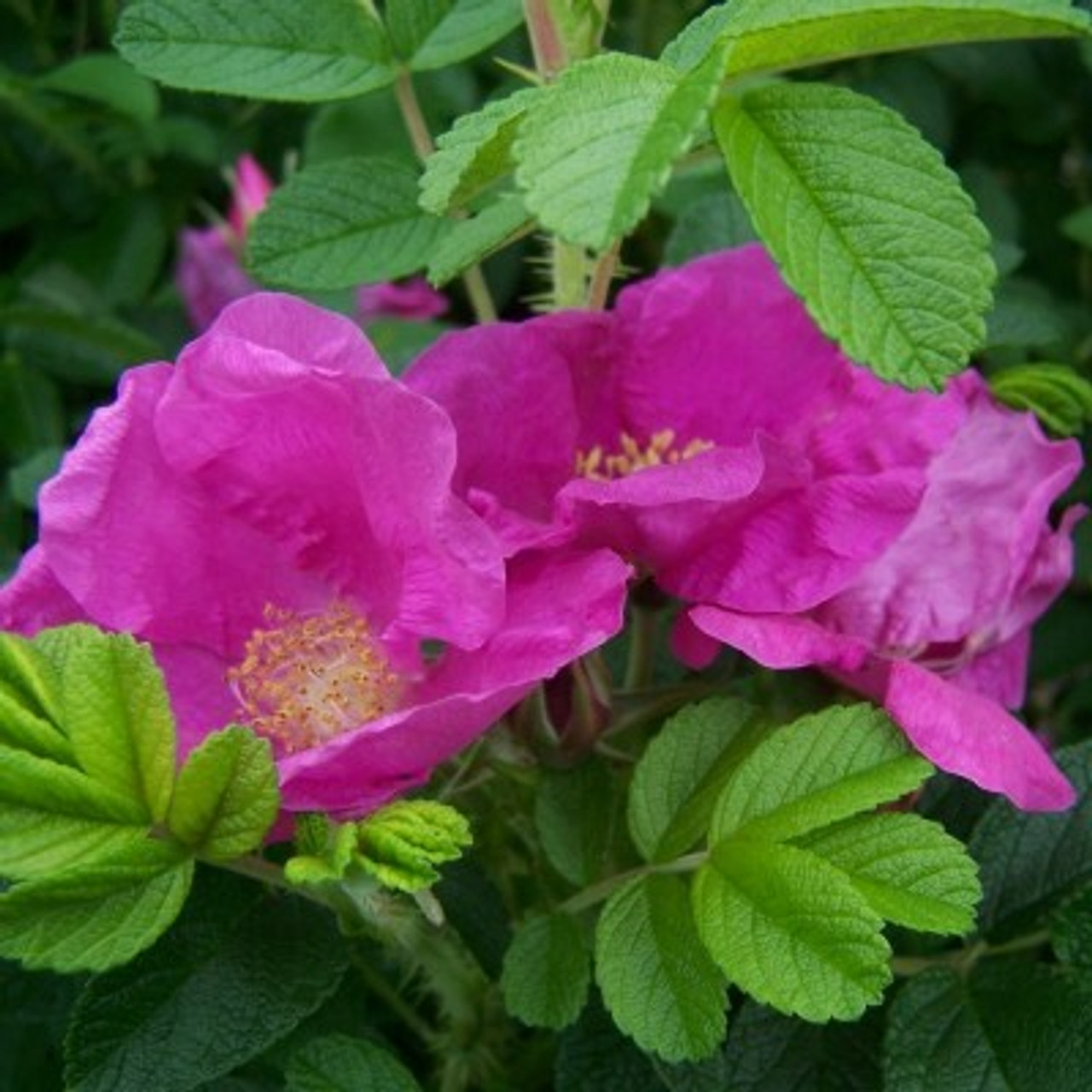 Image of Rugosa Hybrid Rose 'Rubra Plena'