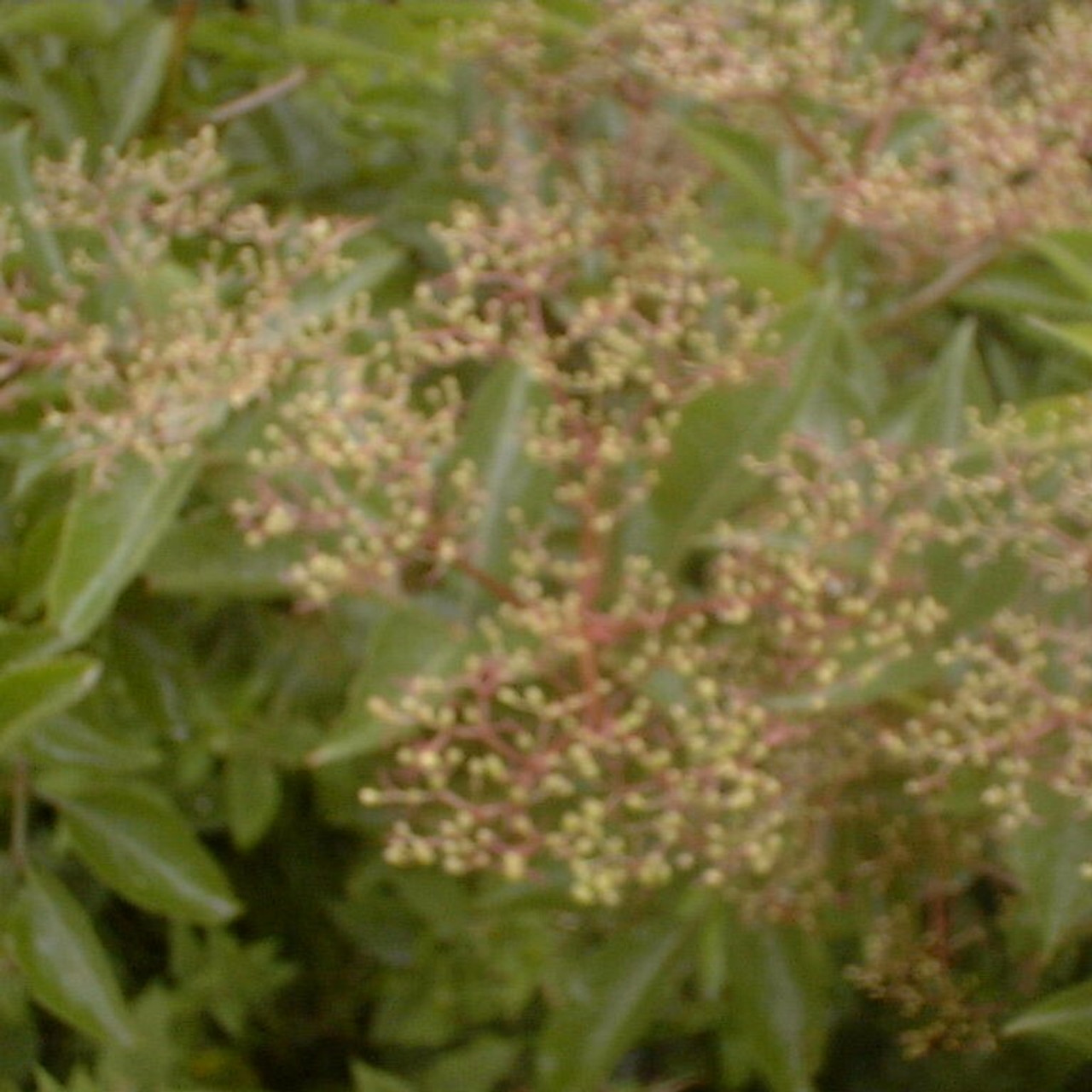 Elderberry Elderberry