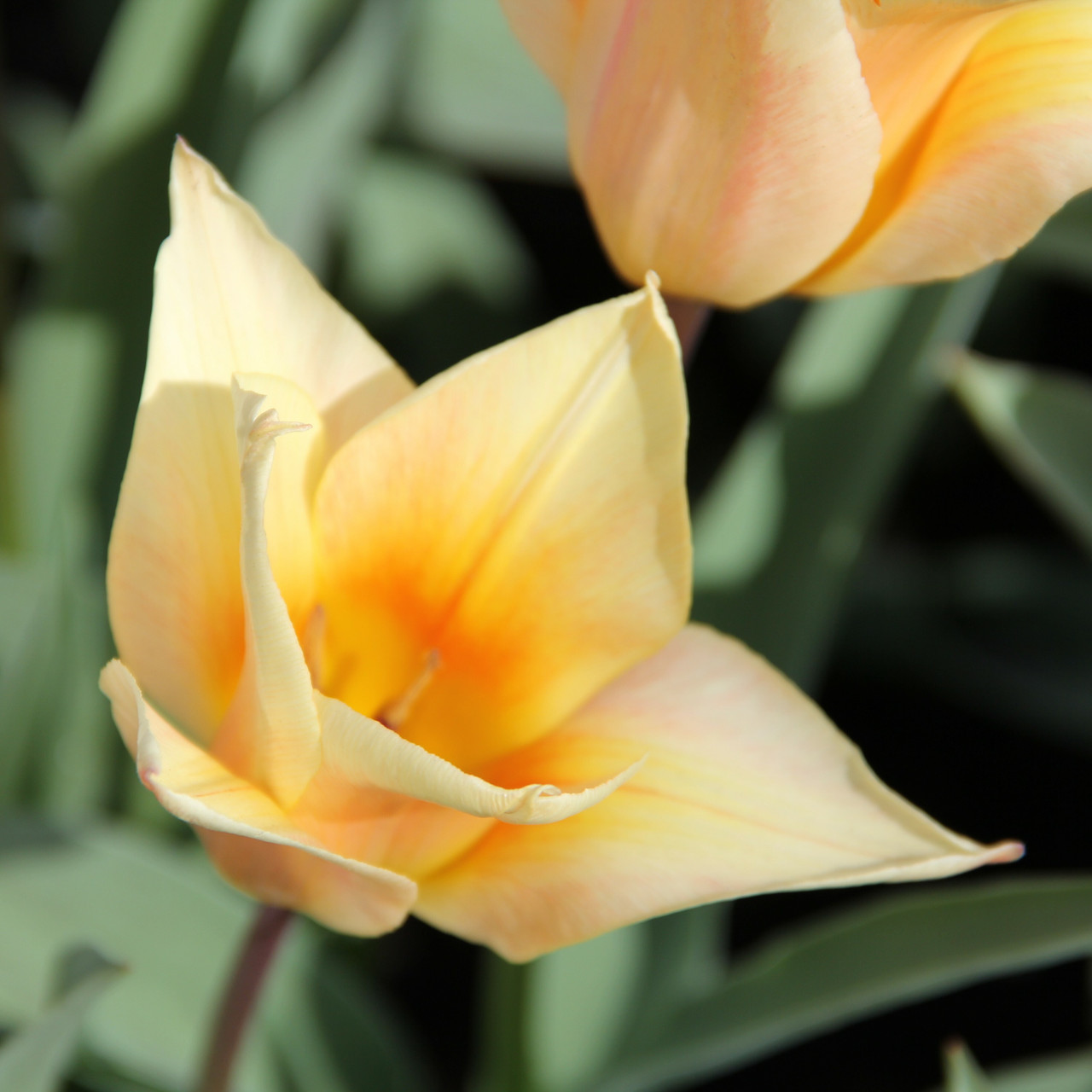 Division 14 - Greigii Tulips Division 14 - Greigii Tulips