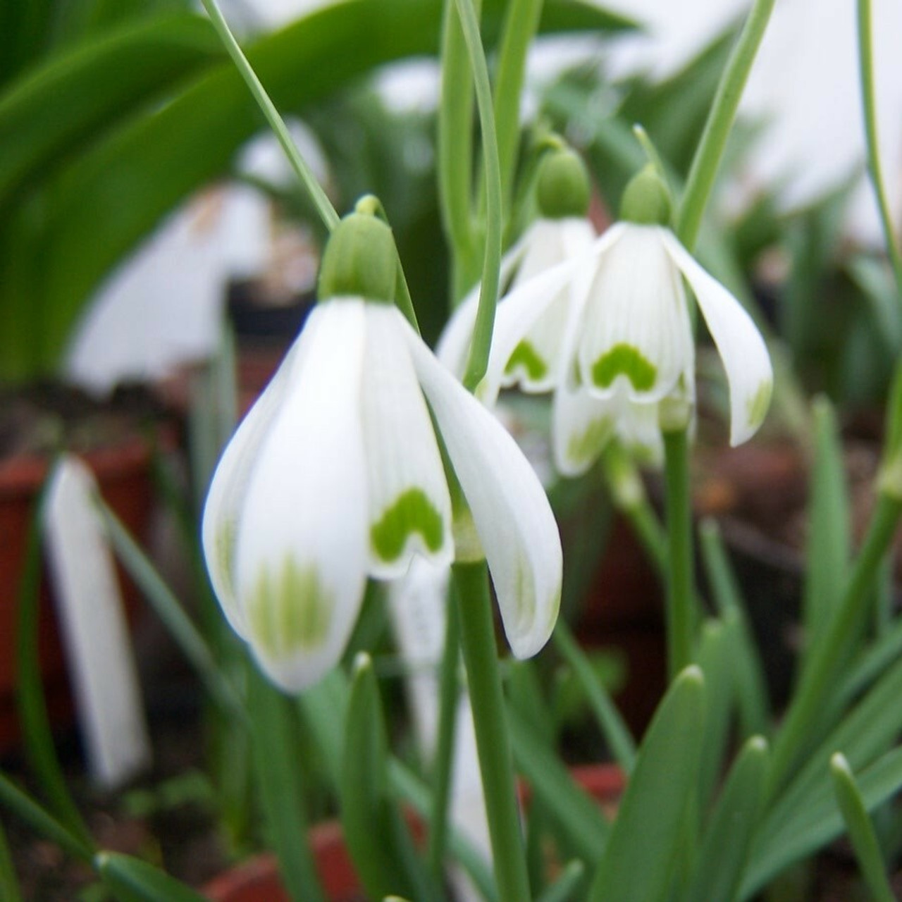 Galanthus