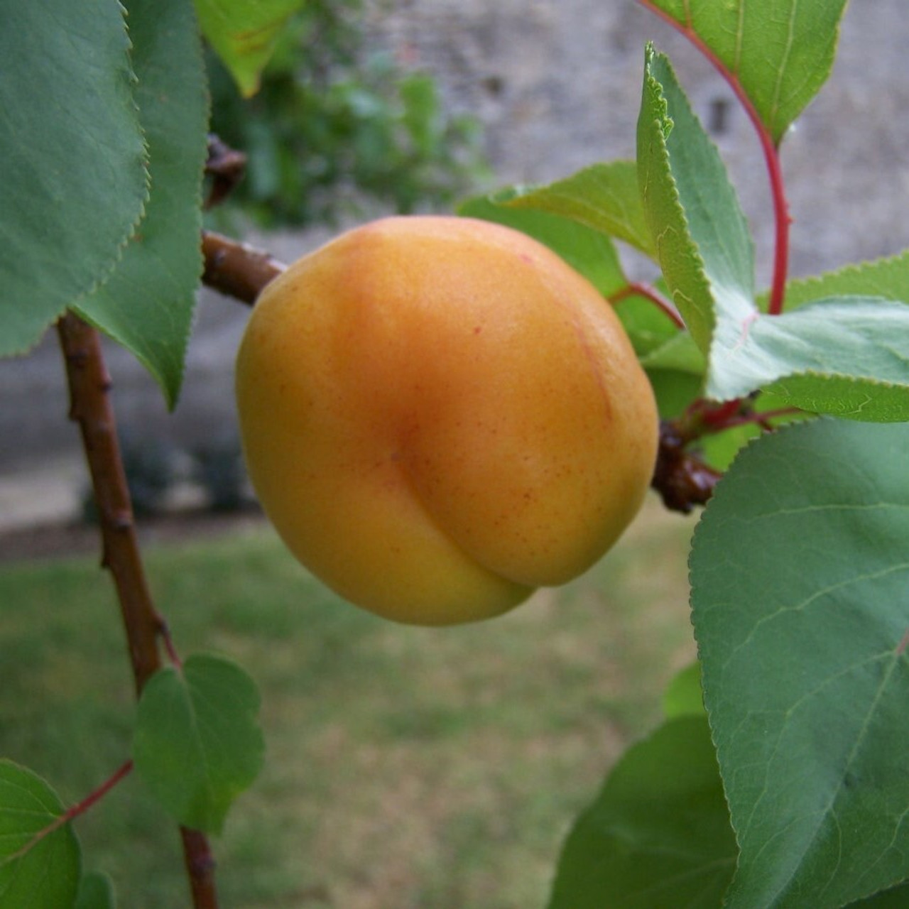 Apricot Apricot
