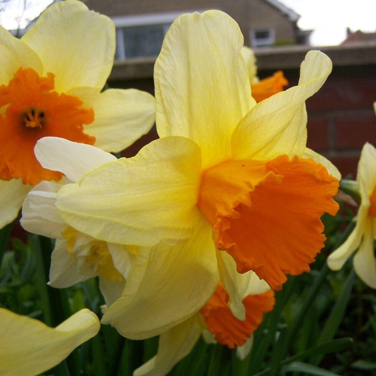 Division 2 - Large-cupped Narcissus Division 2 - Large-cupped Narcissus
