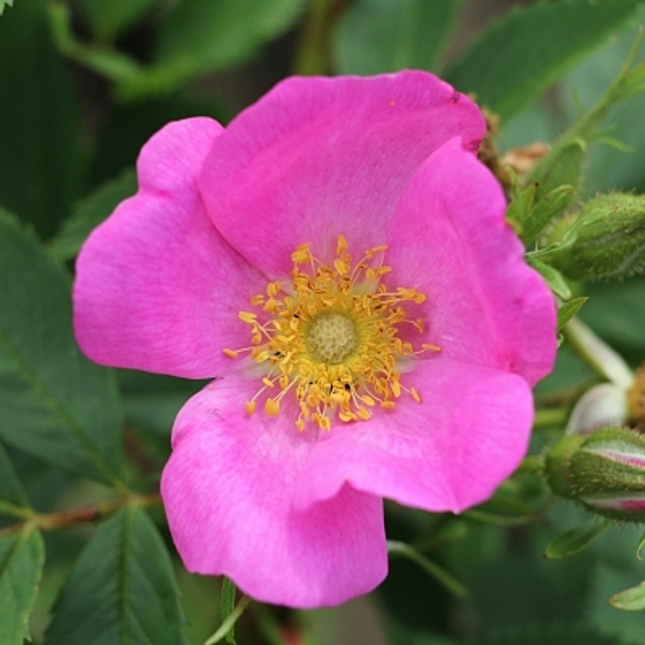 Scotch Rose (Rosa spinosissima), British Trees & Hedges