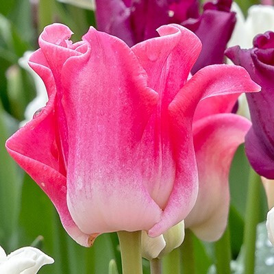 Division 16 - Coronet Tulips
