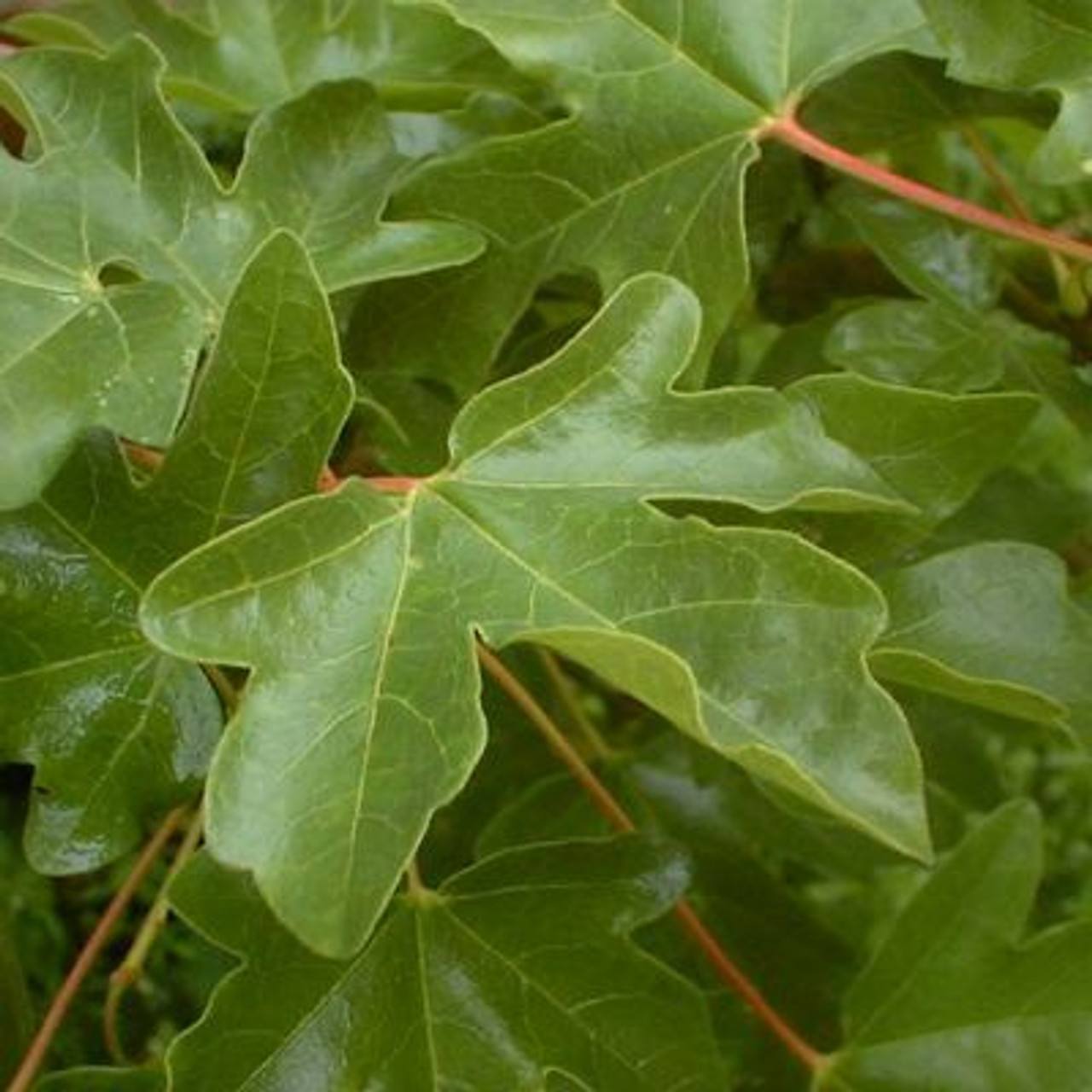 Field Maple Field Maple