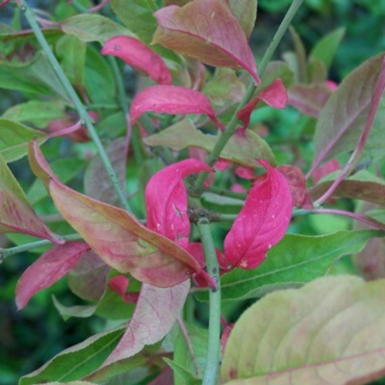 Spindleberry Spindleberry