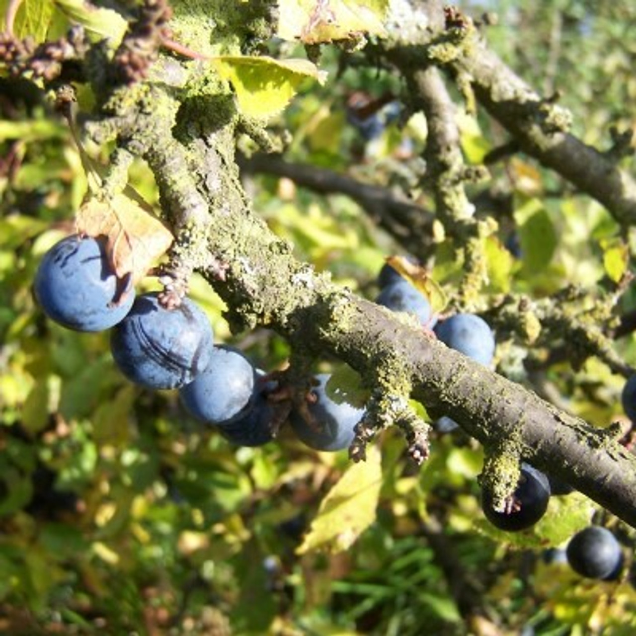 Blackthorn, Sloe Blackthorn, Sloe