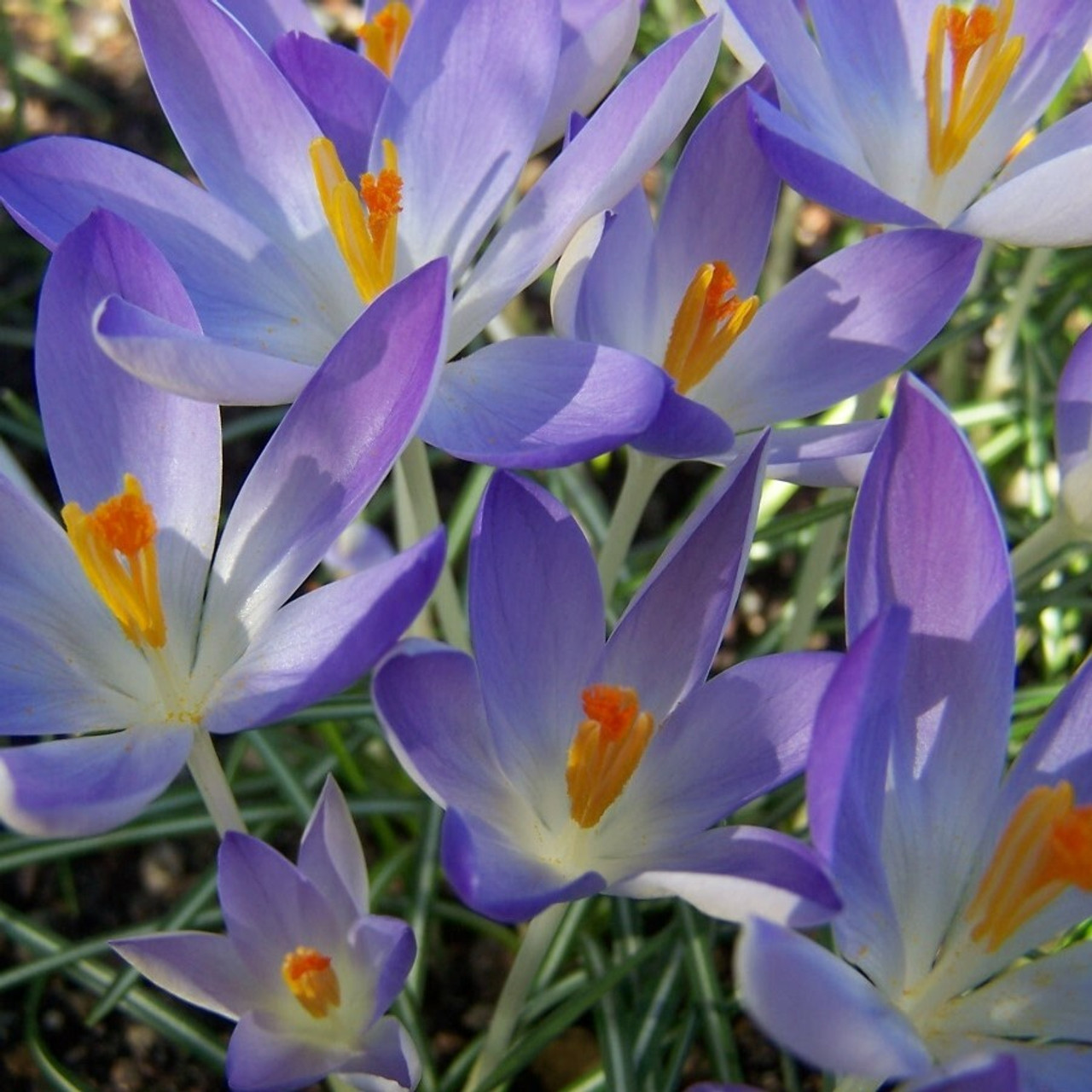 Other Species Crocus and their Cultivars