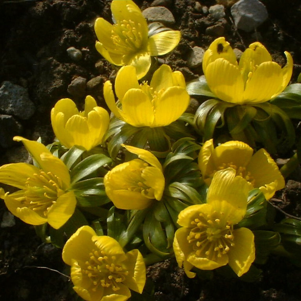 Eranthis