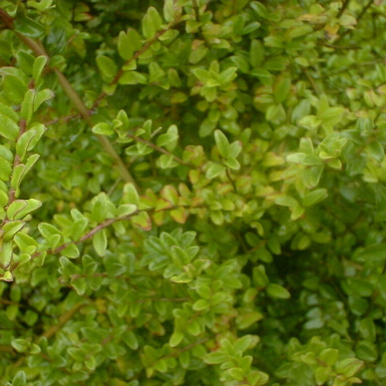 Lonicera nitida Lonicera nitida