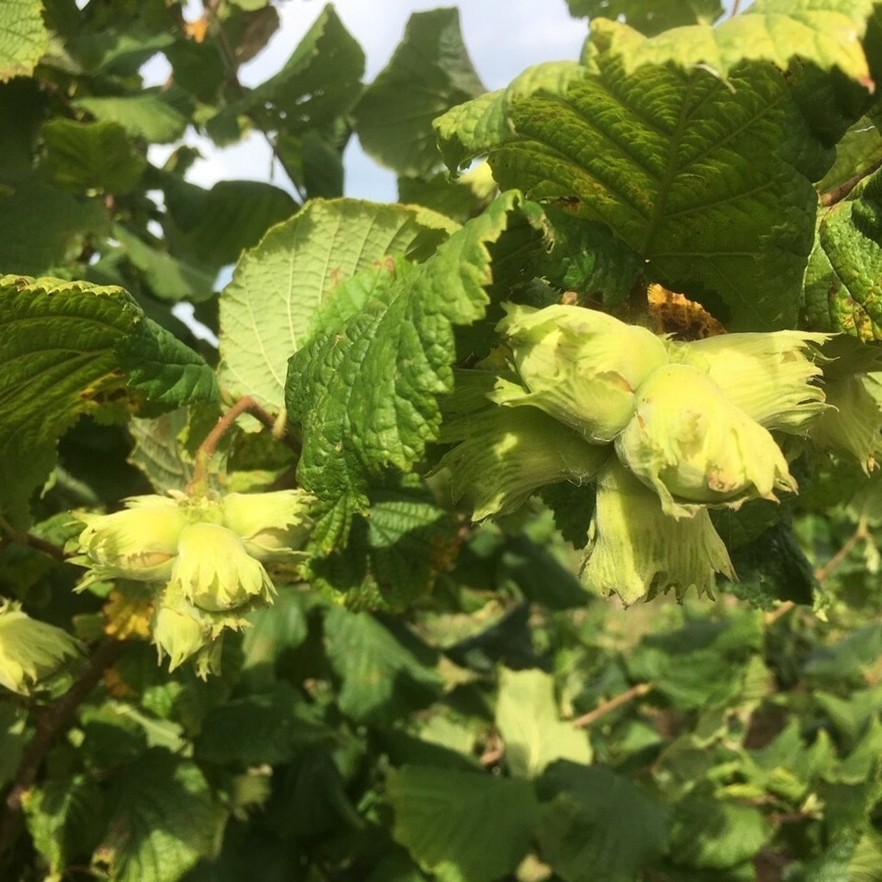 Cobnut