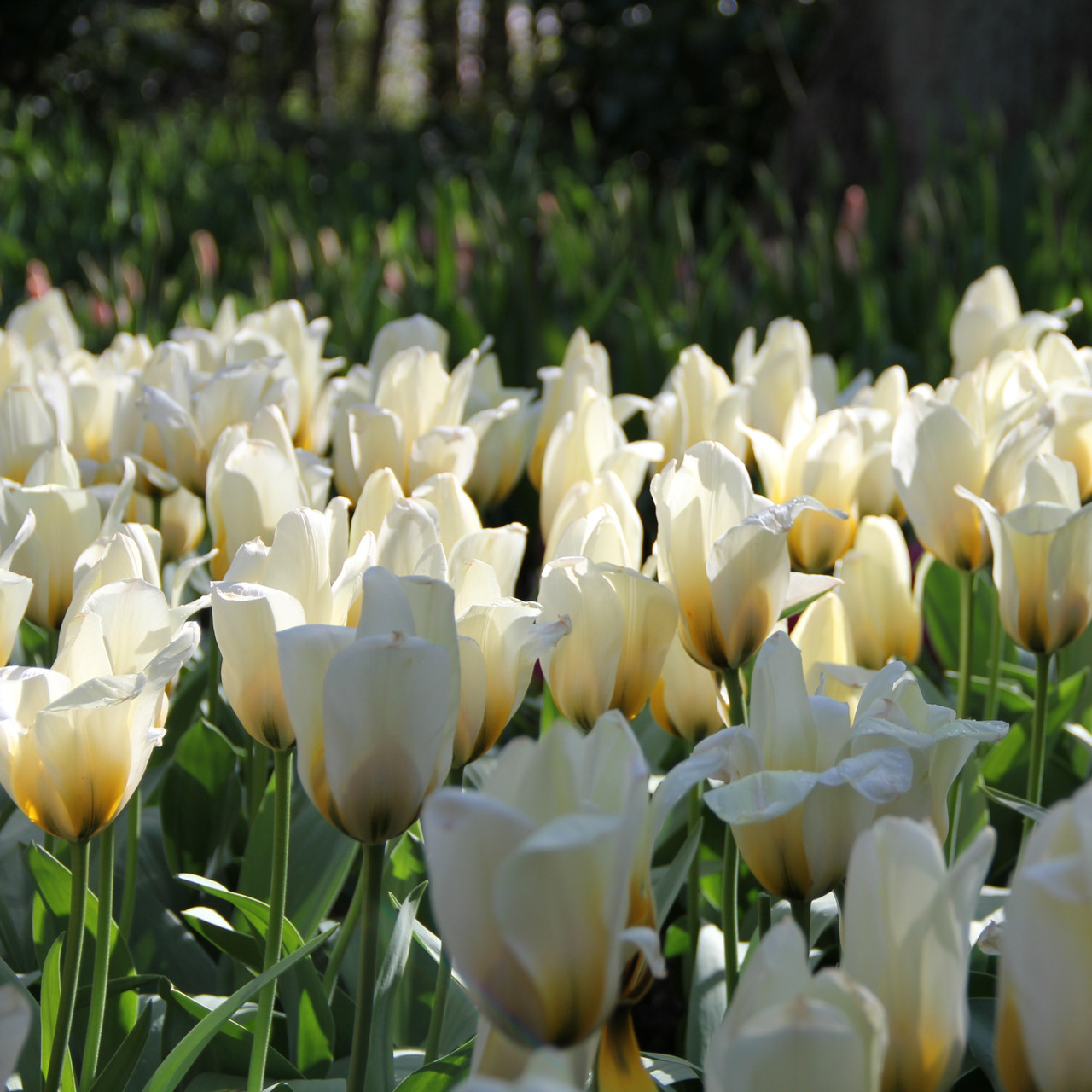 Division 13 - Fosteriana Tulips