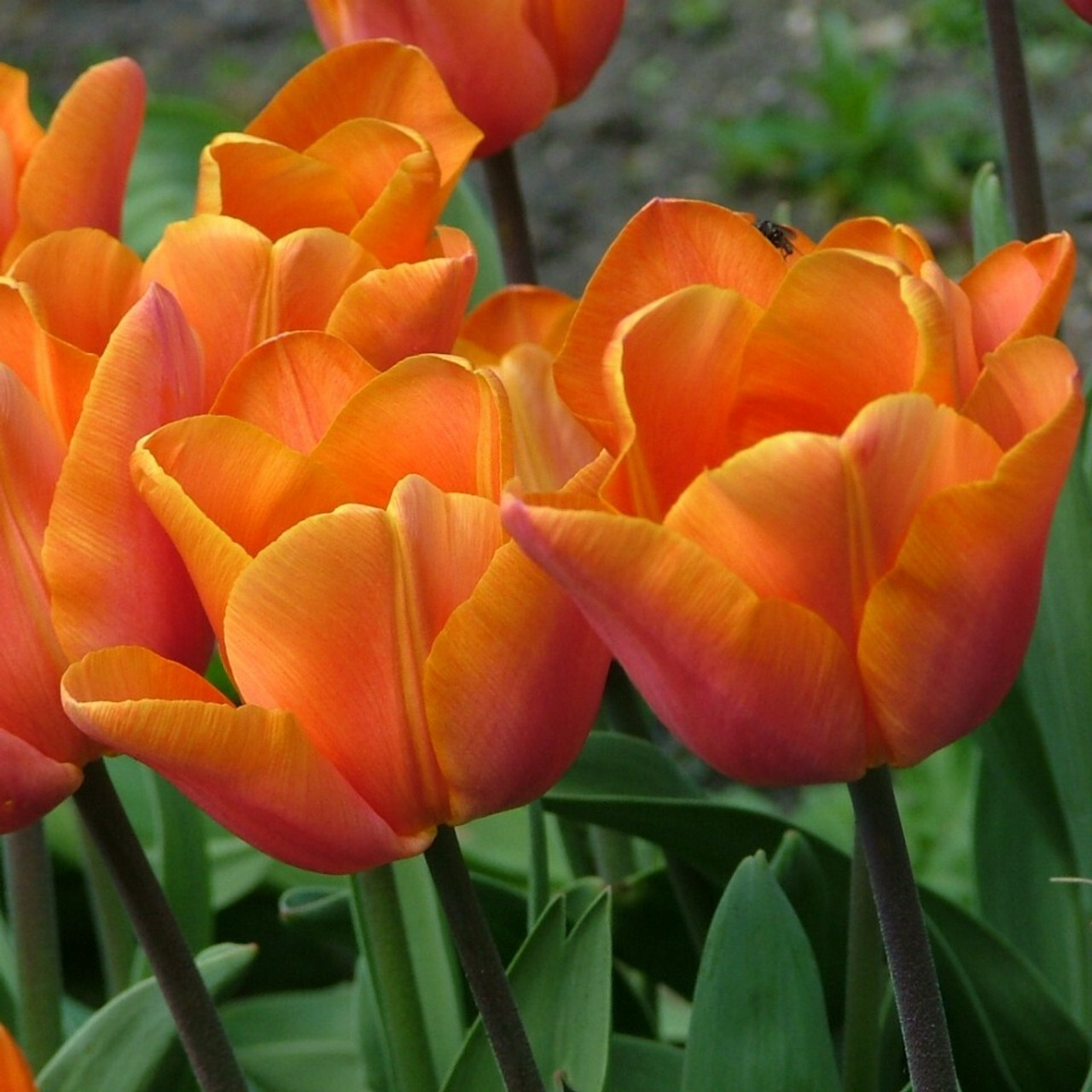 Division 3 - Triumph Tulips