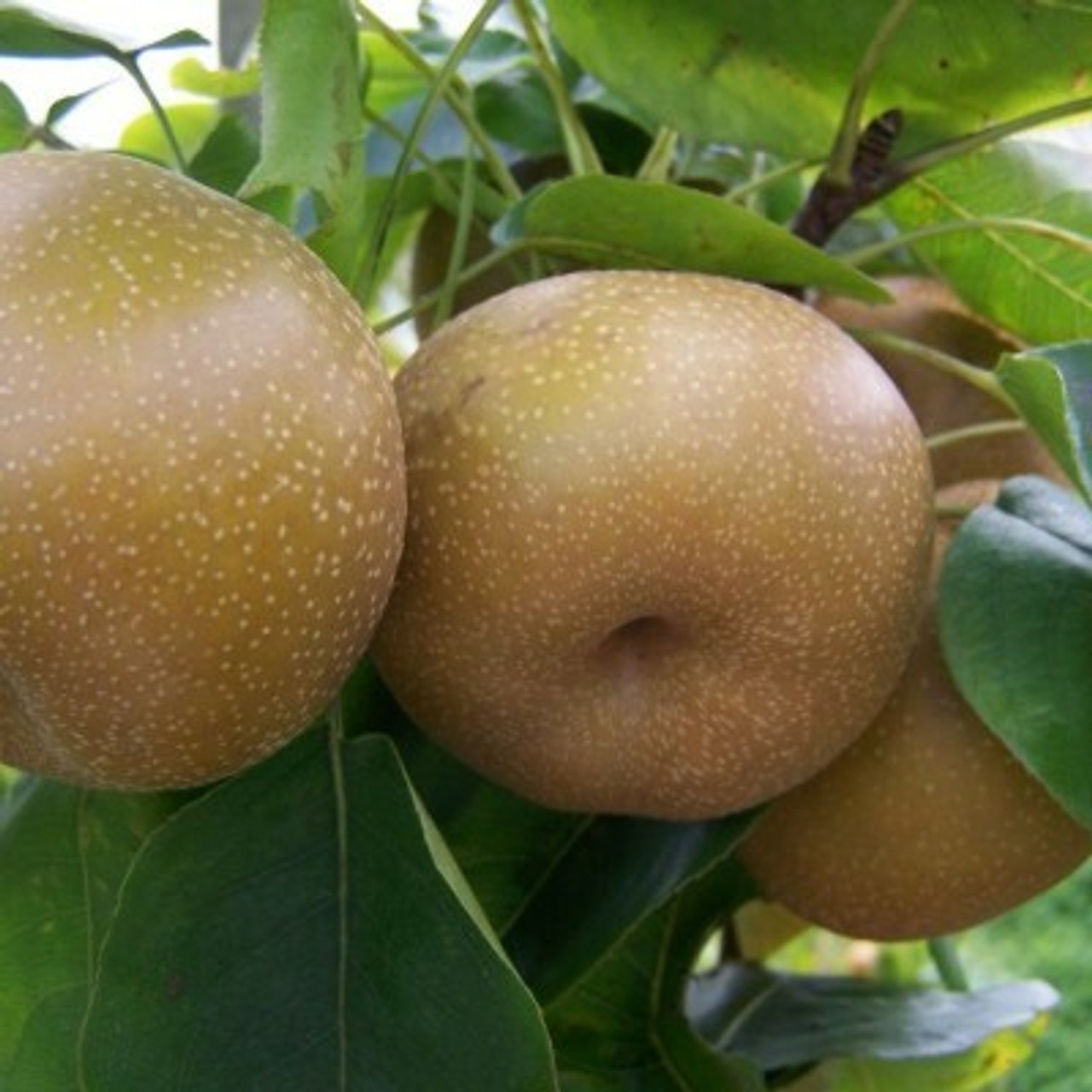 Nashi Pear Nashi Pear