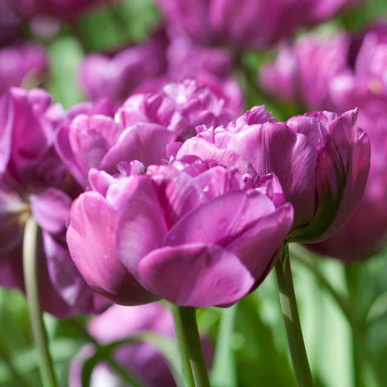 Division 11 - Double Late Tulips