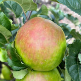Ten Best Cooking Apples for UK Gardens