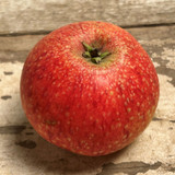 Ten Best Eating Apples for UK Gardens