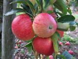 Cordon fruit trees